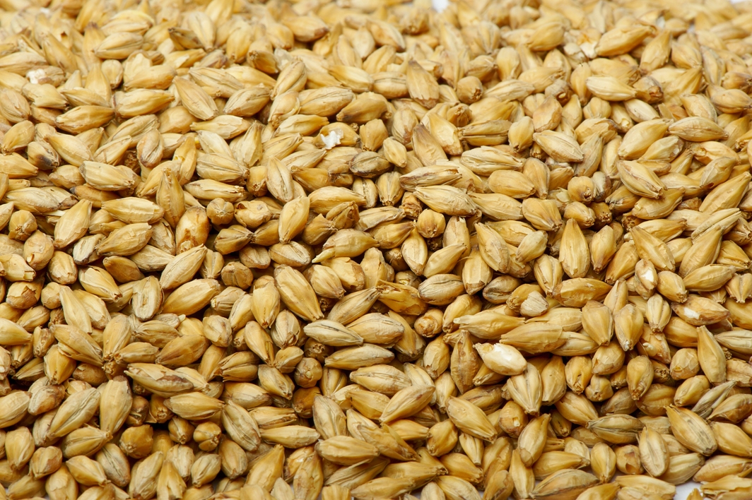 Barley