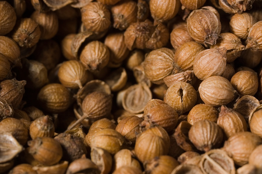 Coriander