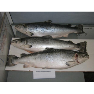 Atlantic Salmon Fish 
