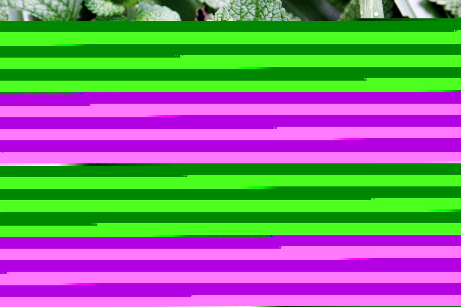 Mint Leaves