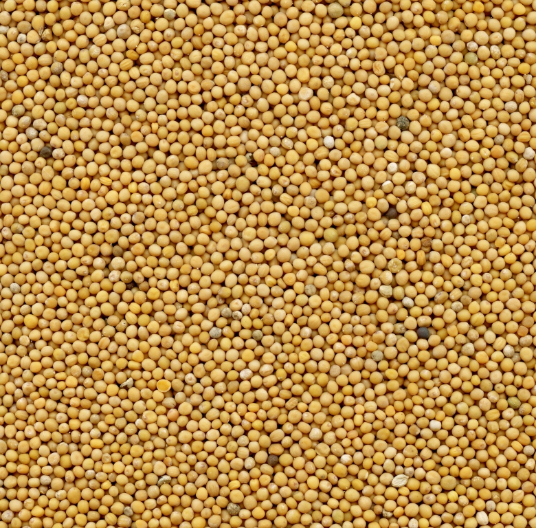Mustard Seed