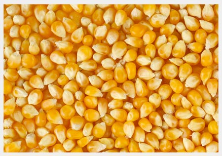 Prime Maize