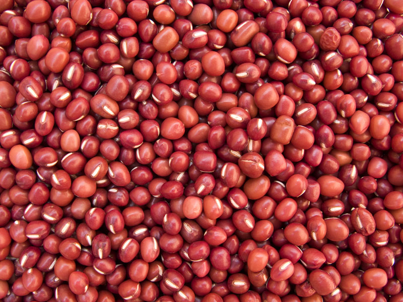 Sorghum