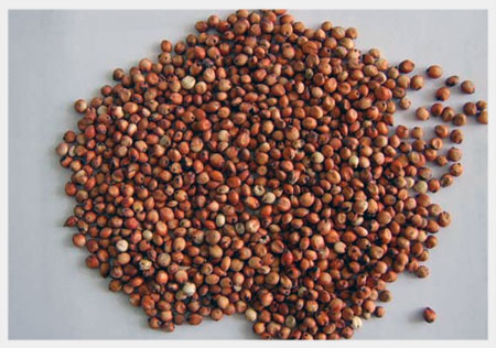 Sorghum No 2