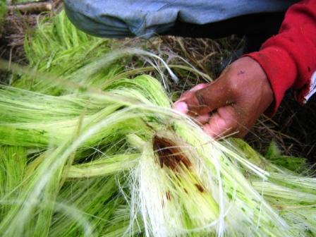 Sisal Fiber