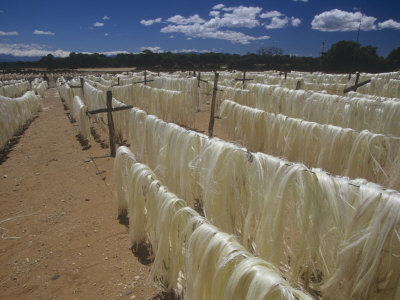 Sisal Fiber